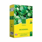 Frn BHS Dichondra