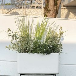 Sjlvvattnande planter Deroma Prla 78 x 38 x 39 cm Plast Rektan