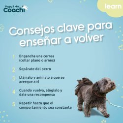 Hundsele Coachi