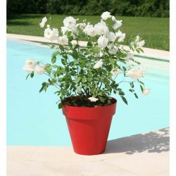 Kruka Riviera Soleilla 60 x 54 cm Rd Intenzivno Rund  60 x 53,
