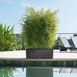 Kruka Lechuza 100 x 32 x 34 cm Plast Rektangulr