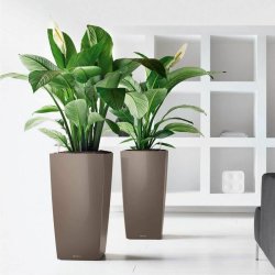 Kruka Lechuza 50 x 50 x 95 cm Rektangulr