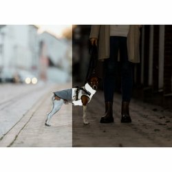 Hundrock Trixie Gr XS