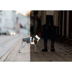 Hundrock Trixie Gr S