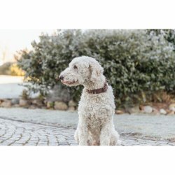 Hundhalsband Trixie Rustic Mrkbrun S-M