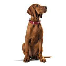 Hundhalsband Hunter Swiss Rd/Svart 30-34.5 cm