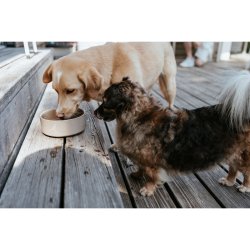 Hundmatare Hunter OSBY Beige Keramik 1,9 L