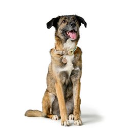 Hundhalsband Hunter Malia Grn S/M 35-44 cm