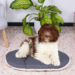 Hundsng Ferplast