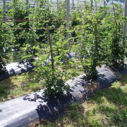 Nt Faura Svart 1 x 100 m