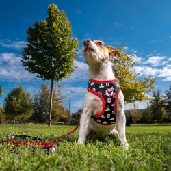 Hundsele Mickey Mouse XS/S Svart