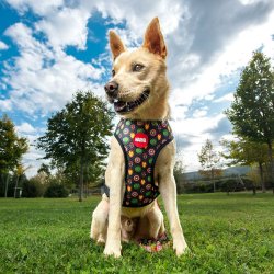 Hundsele Marvel Vndbar S/M Rd