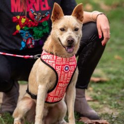 Hundsele Marvel M/L Rd