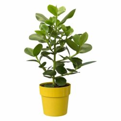 Kruka Elho Ockra  30 cm