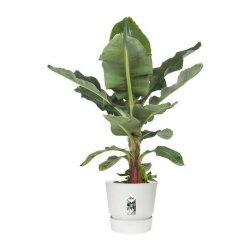 Blomkruka med fat Elho Greenville  39 x 36,8 cm Rund Vit Plast