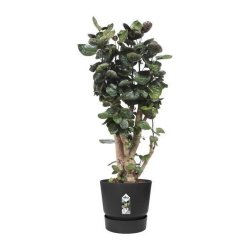 Kruka Elho Greenville Svart Plast Rund  40 cm  39 x 36,8 cm