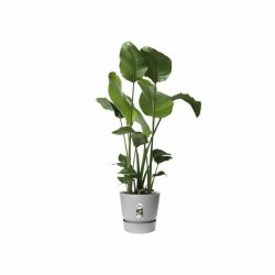 Kruka Elho Greenville  24,48 cm Plast
