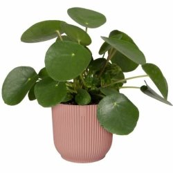 Kruka Elho    30 cm Plast