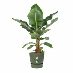 Kruka Elho Grn  55 cm Plast