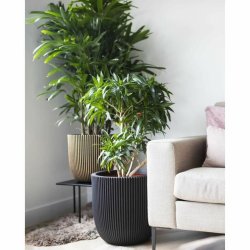 Kruka Capi Europe Svart Plast  35 cm 35 x 35 x 34 cm