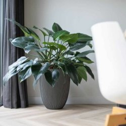 Kruka Capi Europe Plast Rund