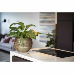 Kruka Capi Europe Gyllene Plast Rund  40 cm