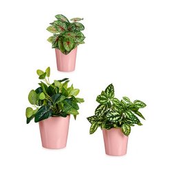 Krukset Ibergarden LINCE PQ - 3015 Rosa Lera (6 antal)