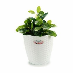 Kruka Stefanplast Vit Plast 24 x 22,5 x 24 cm (6 antal)