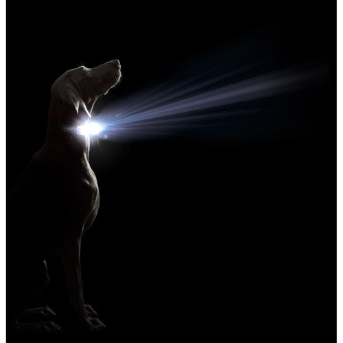 Hundhalsband Dog Gone Smart Rd L Ljus