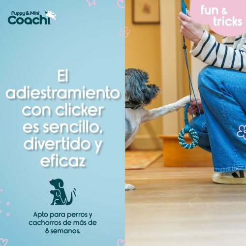 Hundsele Coachi