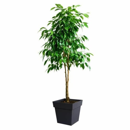 Kruka EDA Gr polypropen Plast 39 cm 39 x 39 x 39 cm