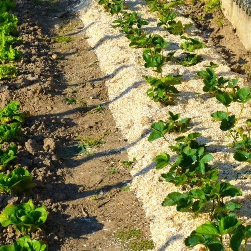 Ekologiskt gdselmedel Naturen UAB Hampa 100 L
