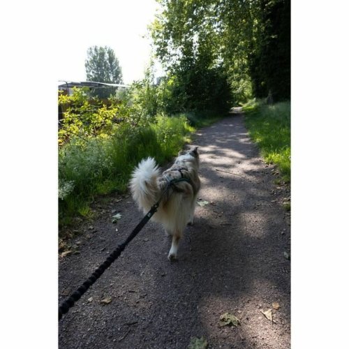 DoHundkoppel Svart