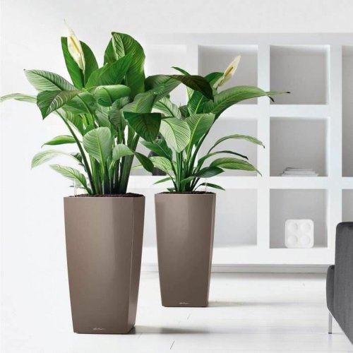 Kruka Lechuza 50 x 50 x 95 cm Rektangulr