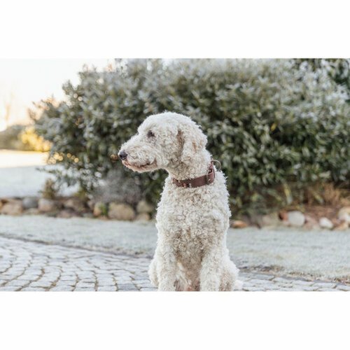 Hundhalsband Trixie Rustic Mrkbrun S-M