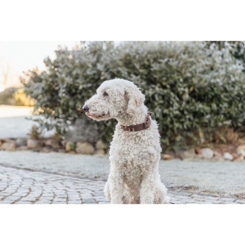 Hundhalsband Trixie Rustic Mrkbrun L