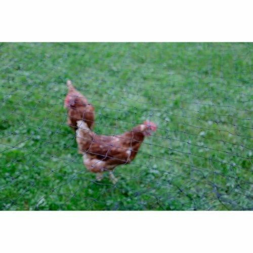 Staket Kerbl Svart 5 x 10 m