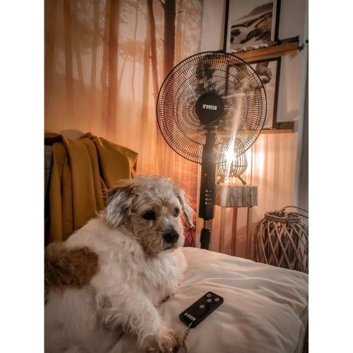 Stende Flkt N'oveen F455 Svart 55 W