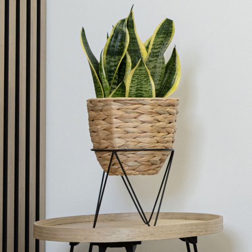Krukvxt med stllning Vinthera Moa Beige Metall Vattenhyacint 2