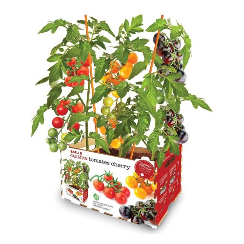 Odling Set Batlle Frska tomater 30 x 19,5 x 16,2 cm