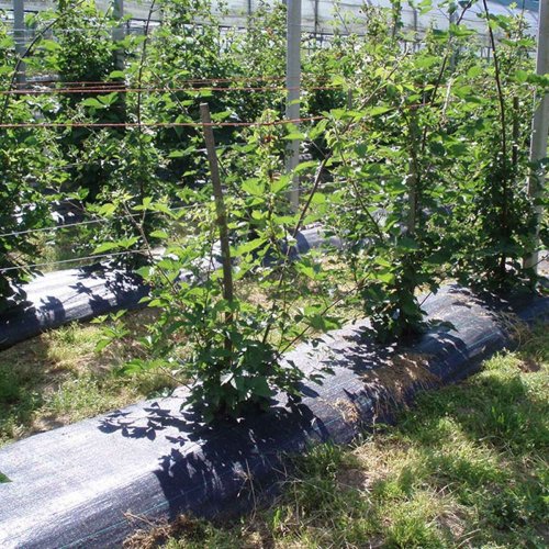 Nt Faura Svart 1 x 100 m