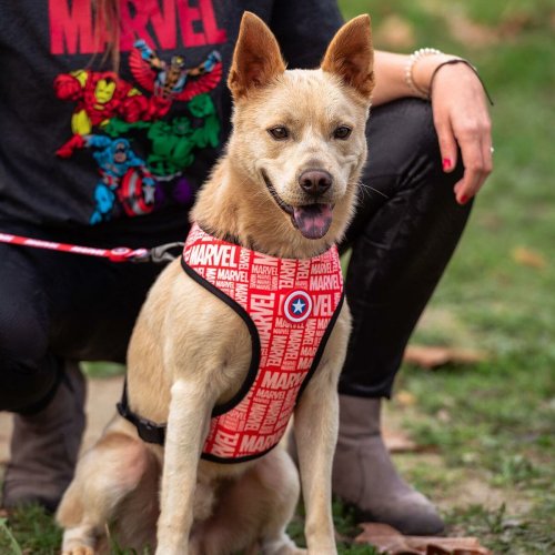 Hundsele Marvel Vndbar S/M Rd