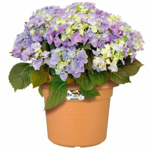 Kruka Elho   Rund Rosa Plast  30 cm