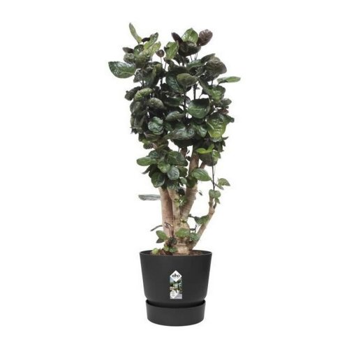 Kruka Elho Greenville Svart Plast Rund  40 cm  39 x 36,8 cm
