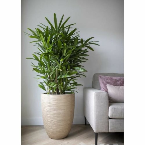 Kruka Capi Europe Plast Rund