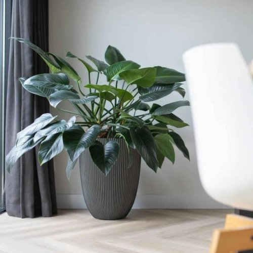 Kruka Capi Europe Plast Rund