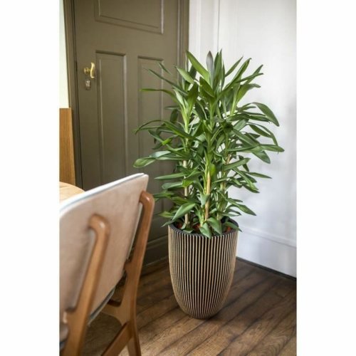 Kruka Capi Europe Gyllene Plast Rund  27 cm