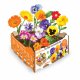 Odling Set Batlle Virgok tbar 19 x 19 x 10 cm